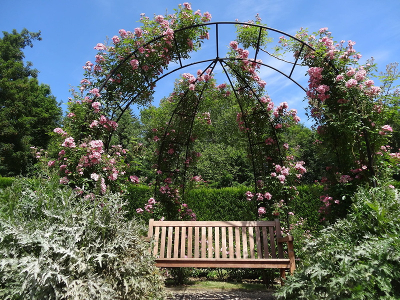 beauty in nature, pink color, flora, flower nature, english rose, petals, climbing, roses, rosebush, outdoors, botany, low angle view, flower garden, tree