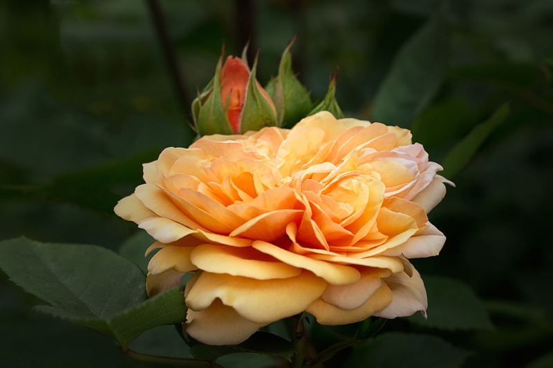flowering plant, outdoors, petal, growth, inflorescence, bouquet, focus, plant part, rose - Flower, beauty in nature, flower, 4K, focus on foreground