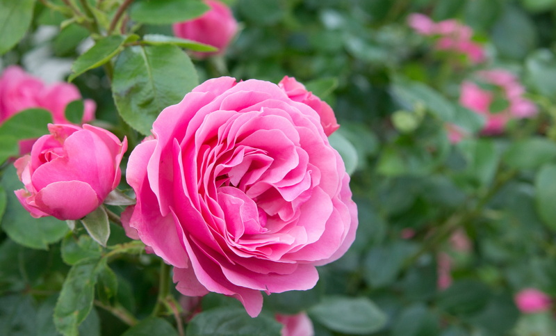 flower, rose - flower, 4K, no people, freshness, english rose, background image, bush, plant part, beauty in nature, plant, leaf, bloom, pink, inflorescence