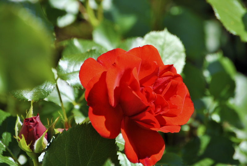 rose - flower, garden, red, focus on foreground, fragility, english rose, softness, vulnerability, springtime, macro, plant part, close, close-up, rose bloom