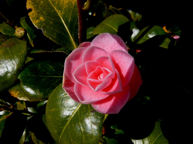 bloom, growth, flower, 2K, flower Head, freshness, rose, blossom, pink Color, petal, beauty in nature, rose - Flower, vulnerability, flower garden, orange rose