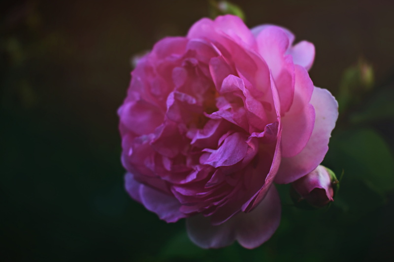 photography, flowering plant, pink color, pink, english, petal, focus on foreground, flora, no people, blur, rose petals, blooming, growth, close, blossom