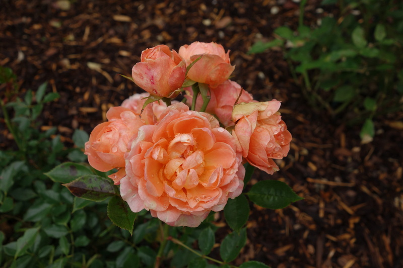 freshness, english rose, no people, inflorescence, beauty in nature, filled, rose blooms, outdoors, double flower, bed, petal, flowering plant, nature