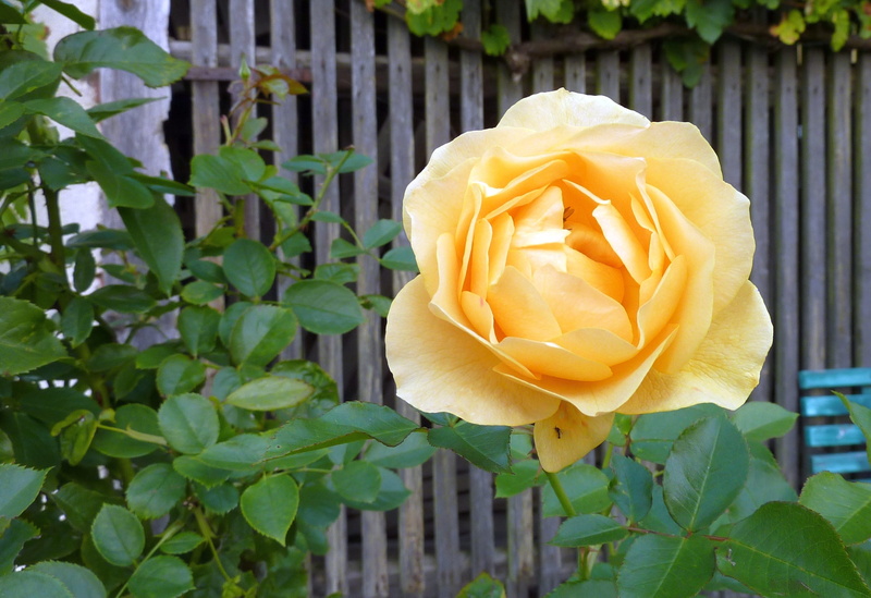 beauty in nature, vulnerability, rose, rose - flower, flower, freshness, fragility, inflorescence, Blossom, plant, english rose, nature, plant part, flower head