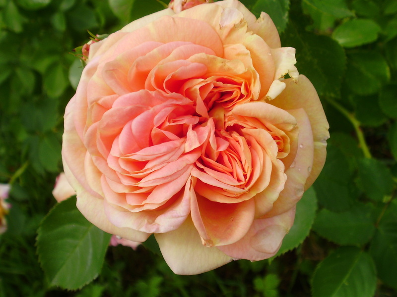 2K, rose, beauty in nature, leaf, plant part, petal, no people, fragility, flowering plant, flower head, beautiful, nature, inflorescence, close-up, english
