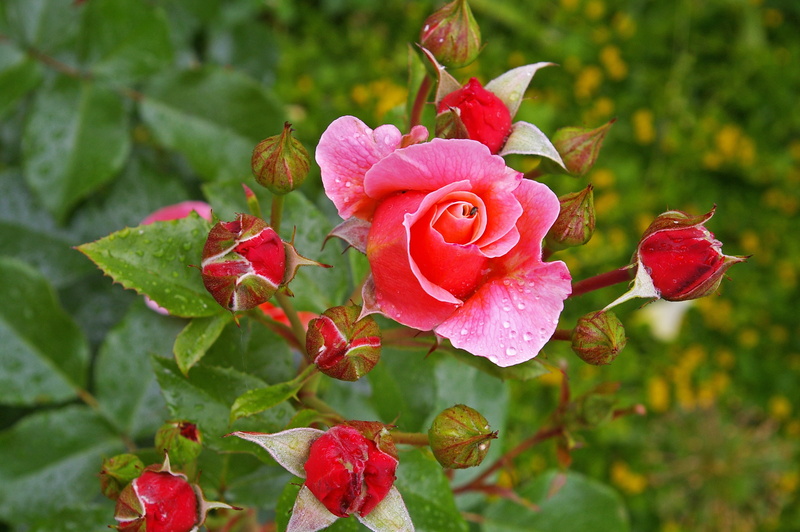 rose garden, focus on foreground, pink, open rose, flower head, inflorescence, flower, rose family, bed, augusta luise, beauty, birthday flowers, plant