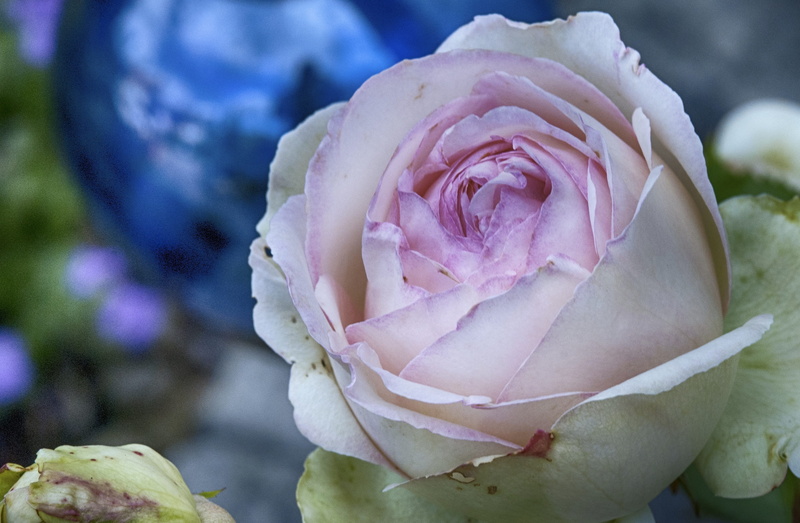 no people, nature, focus on foreground, growth, rose bloom, vulnerability, 2K, dew, fragility, flower garden, flowering plant, day, petal, beauty in nature