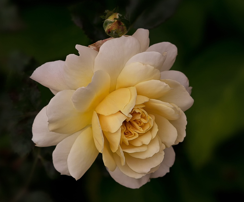 Austin, inflorescence, my garden roses, freshness, no people, roses, outdoors, close-up, flowering plant, English Roses, white color, flower, 2K, day