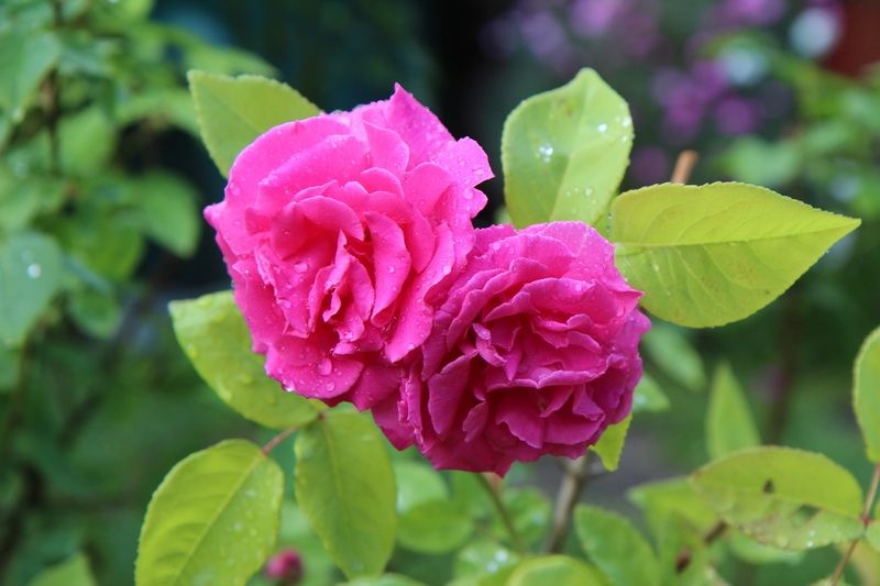plant, wet, vulnerability, drop, pink rose, pink flower, plant part, no people, rosier english, close-up, freshness, blossomed, beauty in nature, springtime