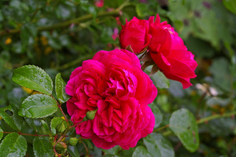 pink rose, leonardo da vinci, beauty in nature, 2K, leaf, bud, flora, bed, rose - flower, rose, vulnerability, english rose, blossom, inflorescence, petals