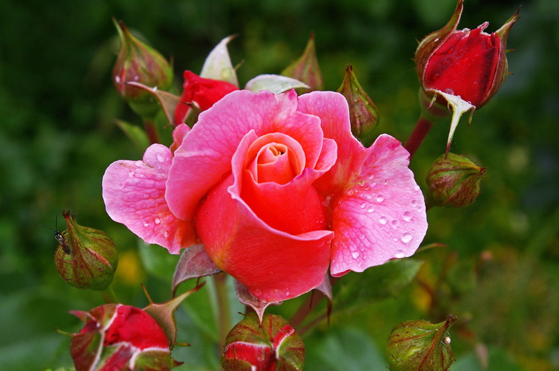 plant part, fragility, 2K, vulnerability, nature, garden, no people, rose blooms, bed, red, pink, growth, bud, flowering plant, close-up, pink rose, petals