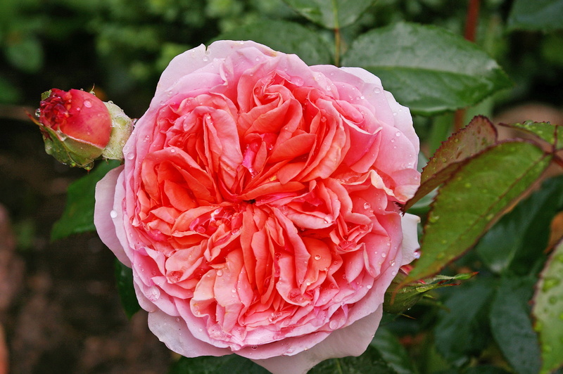 pink rose, plant part, beauty, water, flower head, bed of roses, rose, bed, growth, birthday, rose garden, blossom, rose bloom, beautiful, plant, prickly