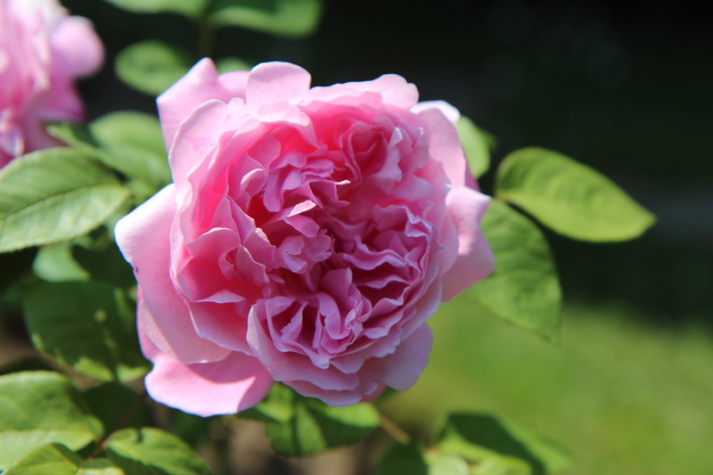 petal, close-up, rosebush, flowering plant, inflorescence, plant, rose - flower, leaf, 5K, no people, springtime, beauty in nature, pink color, flower head