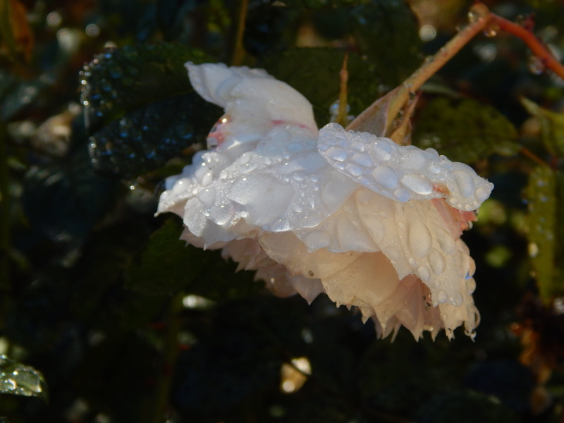 flower, wet, petals, drop, outdoors, beauty in nature, flora, close-up, english rose, 4K, white, rain, petal, rose, animal, growth, focus on foreground