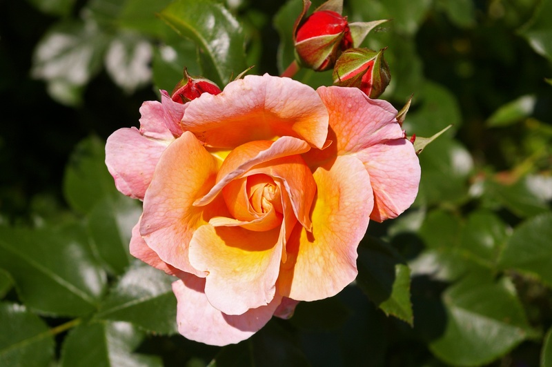 vulnerability, rose garden, garden, plant, leaves, pink color, flower head, sun, flora, rose, bloom, bed, rose - flower, english rose, summer, blossom