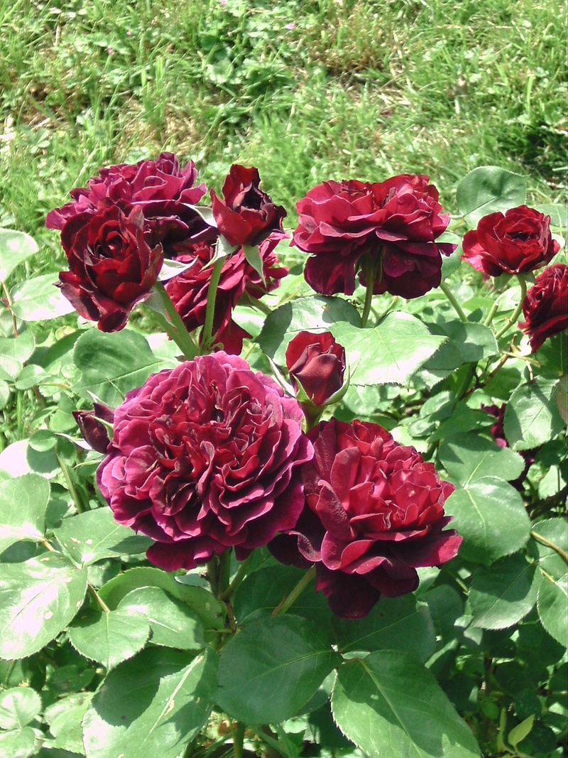 english, nature, purple, plant, vulnerability, flower head, petal, fragility, austin, trade cant, schwarzrot, garden, roses, green color, english rose