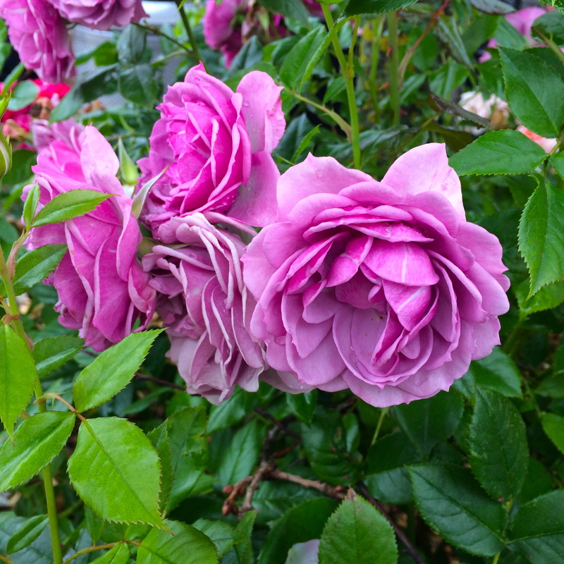flower, plant, growth, flowering plant, rose, inflorescence, 1080P, nature, beauty in nature, outdoors, spring, full bloom, freshness, flower head, vulnerability