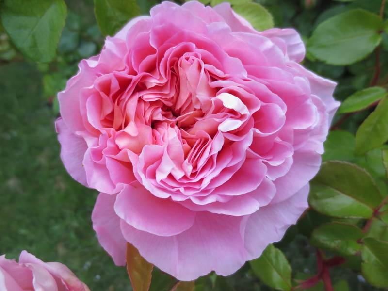 fragility, rose, outdoors, focus on foreground, inflorescence, bloom, no people, freshness, english rose, day, flower, growth, floral, pink flowers, plant