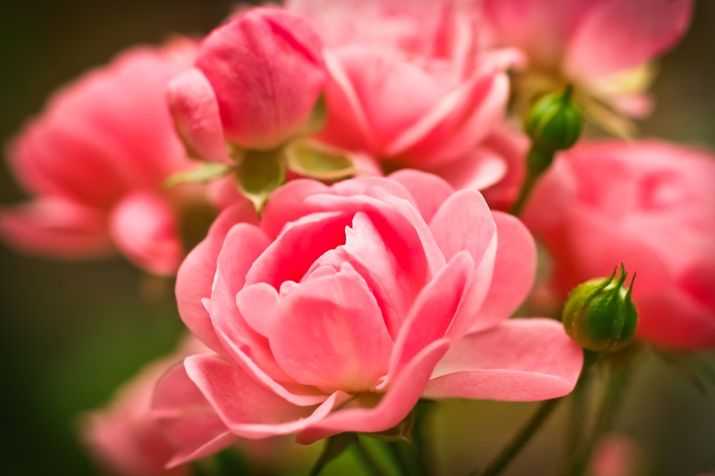 close, rose family, bloom, garden, pink, flowerbed, blossom, flower arrangement, autumn, 4K, peony, rose - flower, plant, flowers, rose bloom, flower