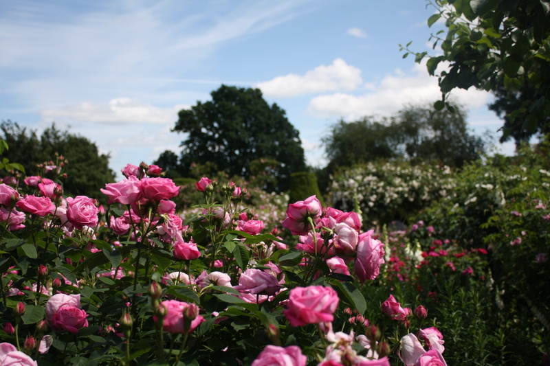 pink, roses, sky, green color, english, freshness, flower head, plant, flower, petal, classic, tree, summer, no people, flowering plant, growth, vulnerability