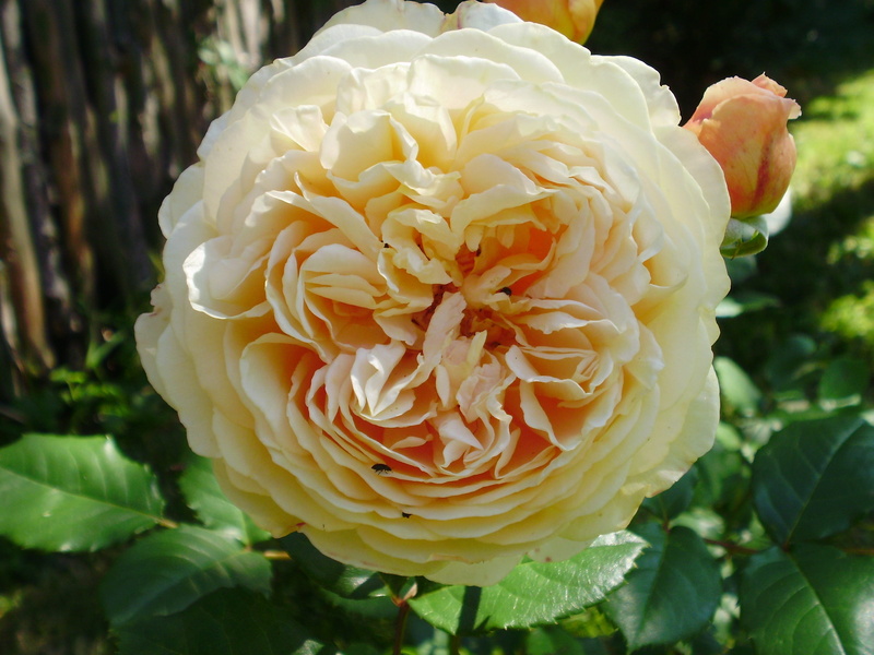 flowering plant, flower, focus on foreground, freshness, 2K, plant, leaf, rose, fragility, close-up, english, beautiful, rose - flower, outdoors, day