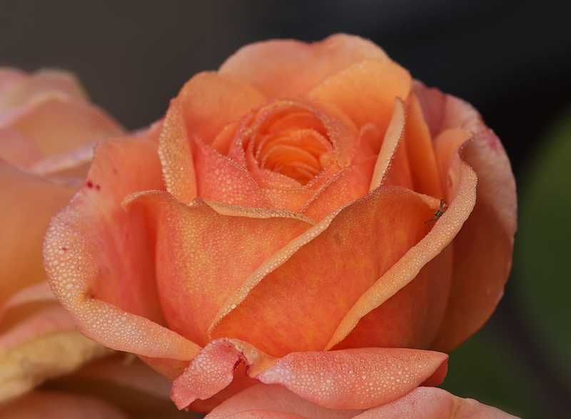dew, plant, flower, rose - flower, rose family, outdoors, flowering plant, nature, water, inflorescence, flower head, fragility, drop, roses, petal, vulnerability