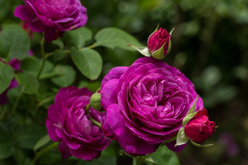 focus on foreground, 2K, close-up, gift, plant, growth, inflorescence, flower Head, nature, springtime, english, buds, red, multi Colored, leaf, Heidi Klum Rose