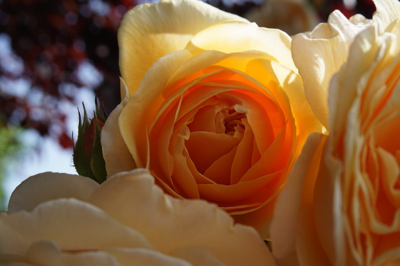 filled english rose, inflorescence, nature, rose, plant, Bloom, flower head, petal, Blossom, growth, bouquet, beauty in nature, freshness, orange, blossom