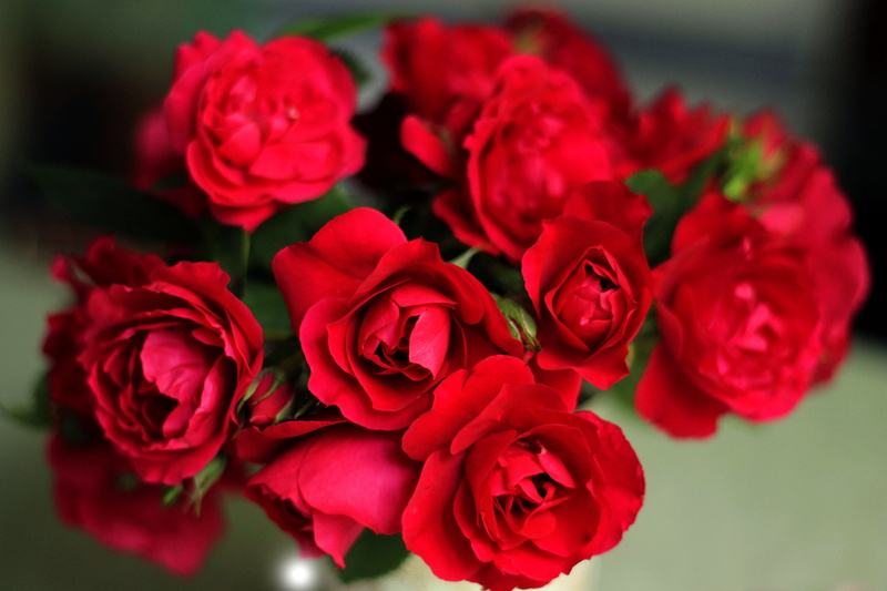 freshness, indoors, flowering plant, softness, focus on foreground, bunch of flowers, valentines day - holiday, roses, no people, petal, springtime, inflorescence