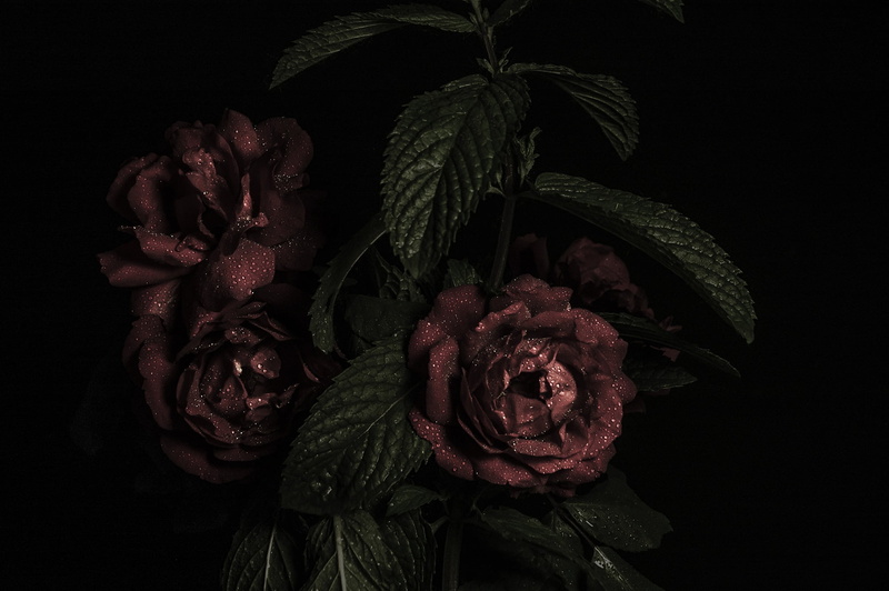 inflorescence, wilted plant, indoors, nature, plant, no people, decoration, plant part, black Color, petal, fragility, rose - Flower, red, flowers, bud