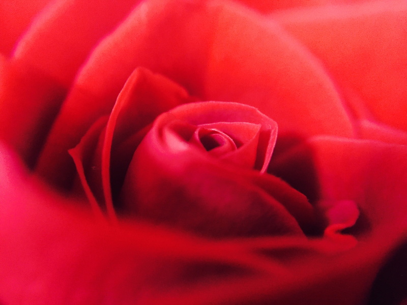 red roses, freshness, red, gift, growth, bright, scent, inflorescence, fragrant, flower head, celebration, decoration, rose - flower, no people, wedding