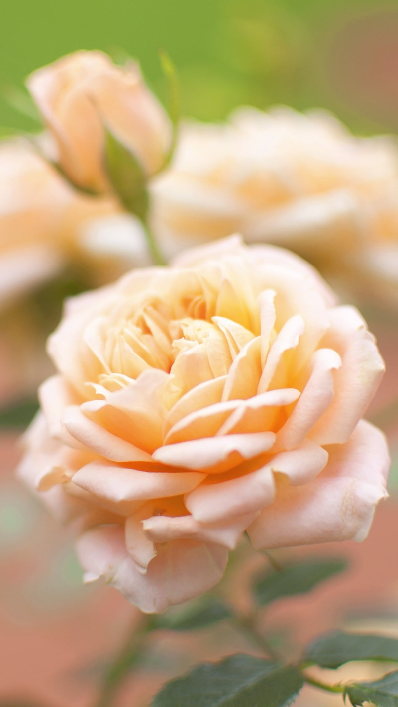 inflorescence, bouquet, vulnerability, flower head, petal, purity, flower, beauty in nature, luxury, peach, focus on foreground, freshness, selective focus