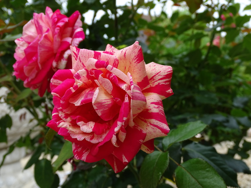 rose, day, focus on foreground, beauty in nature, plant, brocéliande, close-up, fragility, flower head, leaf, outdoors, 5K, flowering plant, pink color