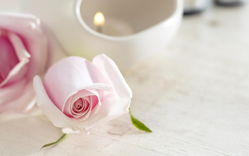 rose, beauty in nature, flowering plant, backgrounds, relaxation, rose - Flower, elegance, single Flower, freshness, romance, flower head, 1080P, spa Treatment