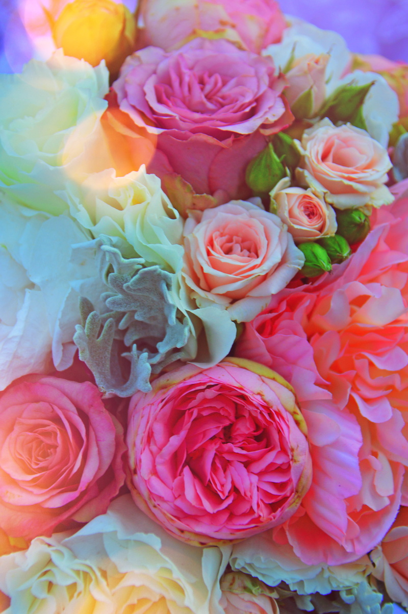 rose - flower, flowers, plant, flower, close-up, 5K, love, pink, loving, flowering plant, roses, high angle view, beauty, romantic, fragility, blooms at