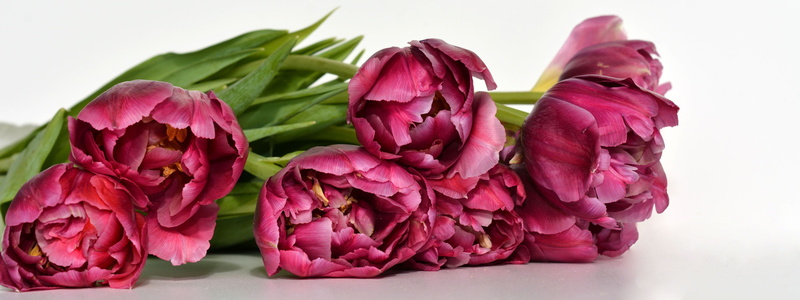 rose - flower, pink color, pink, bunch of flowers, head image, plant, peony, spring, bouquet of flowers, bloom, scented, bouquet, studio shot, softness
