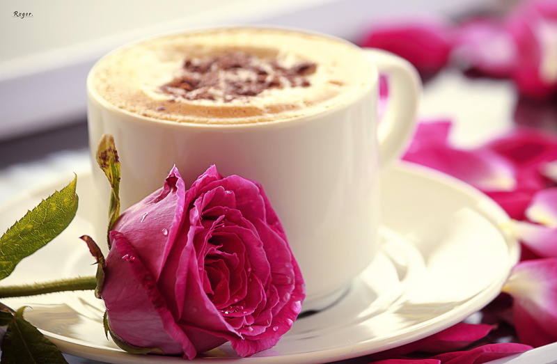 gourmet, refreshment, latte, romance, mocha, breakfast, caffeine, white, rose, 1080P, food, coffee - Drink, flower head, flower, mug, coffee Cup, table