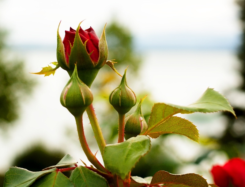 outdoors, shallow, water, thorns, focus on foreground, scented rose, flowering plant, beauty in nature, red rose, fruit, day, bud, bloom, garden rose, 2K