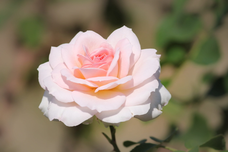 bloom, no people, growth, fragility, red rose, rose bloom, nature, rose - flower, freshness, white, flowering plant, inflorescence, close-up, fragrance
