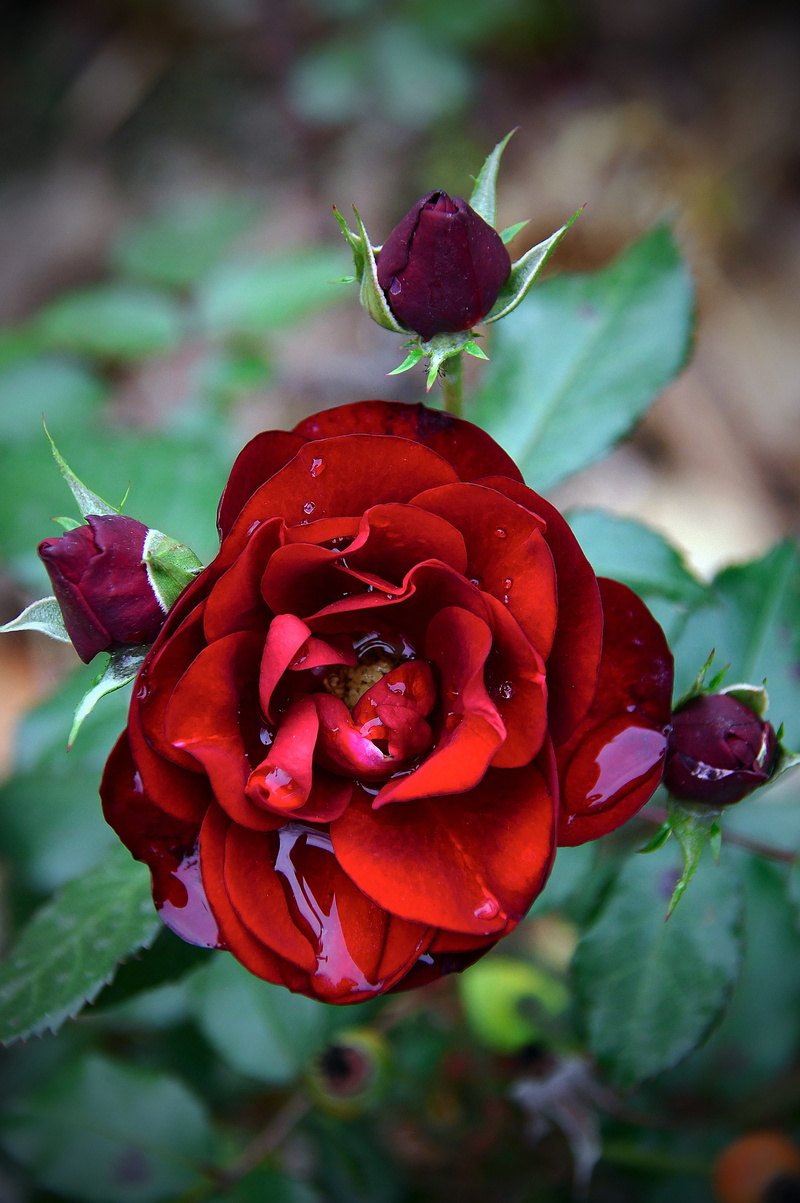 leaves, beauty, nature, inflorescence, no people, red rose, beauty in nature, romance, red, freshness, scent, sepal, romanticism, rose - flower, growth