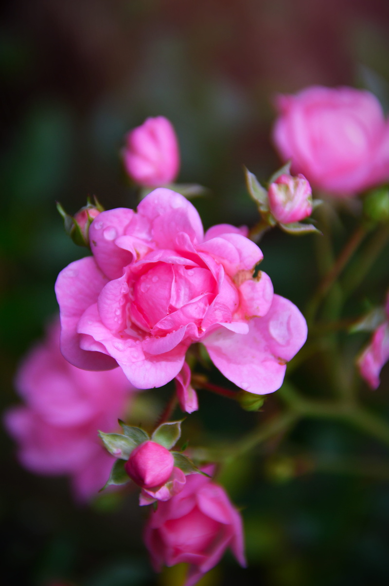 romance, pink, nice, loving, wildflower, fragility, love, autumn rose, outdoors, flowering plant, background, 5K, focus on foreground, rose, flower head