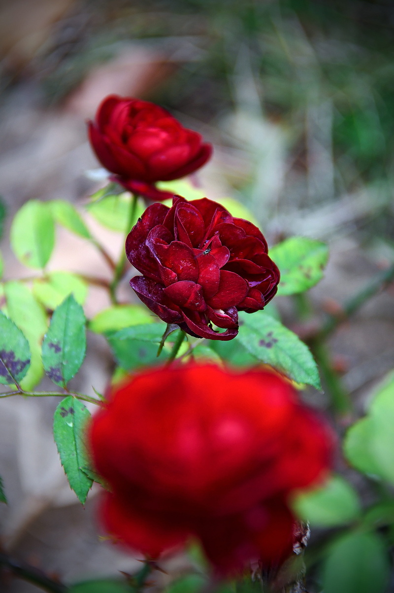 freshness, 5K, plant part, red, fragility, flower head, rose - flower, beautiful, romanticism, rose, focus on foreground, leaf, close-up, leaves, autumn rose