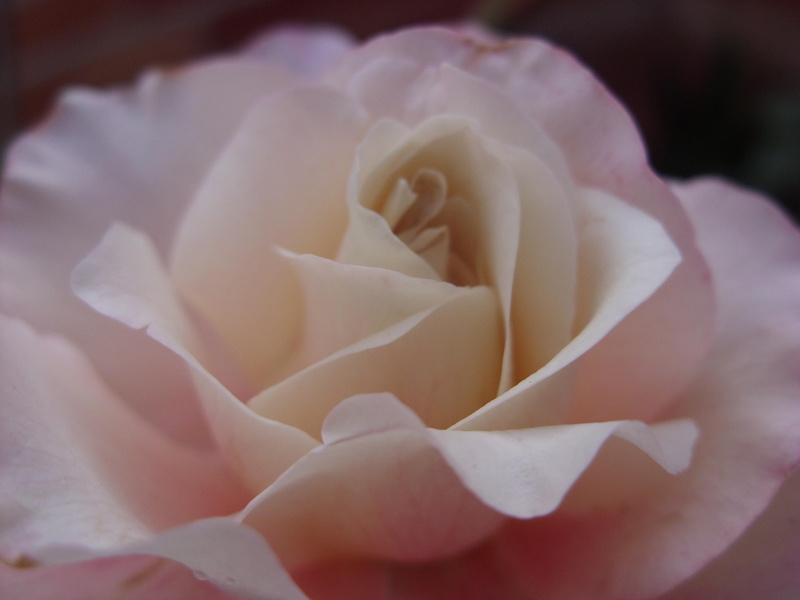 rose - flower, flowering plant, outdoors, vulnerability, blossom, no people, fragility, softness, flower head, rosa, growth, scented, petal, plant, close-up