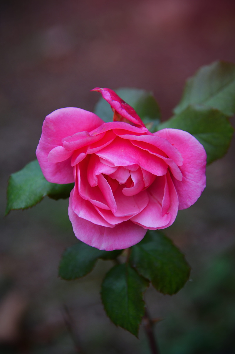 rose, flowers, beauty in nature, pink color, outdoors, inflorescence, beauty, 5K, romance, fall flowers, scent, rose - flower, romantic, no people, day