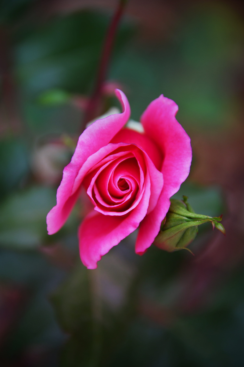 fall flowers, flowers, outdoors, vulnerability, rose, fragility, freshness, scent, love, floral, close-up, focus on foreground, pink color, flower, plant