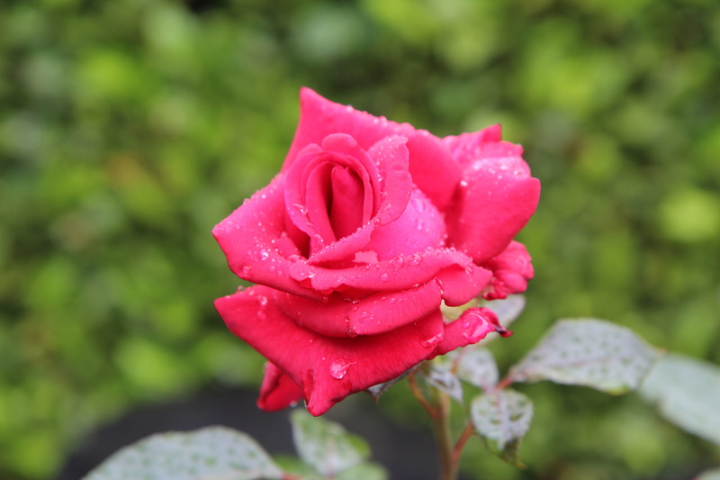 flower head, pink color, beauty in nature, vulnerability, petal, rain, inflorescence, no people, rose, red rose, nature, plant, focus on foreground, dew
