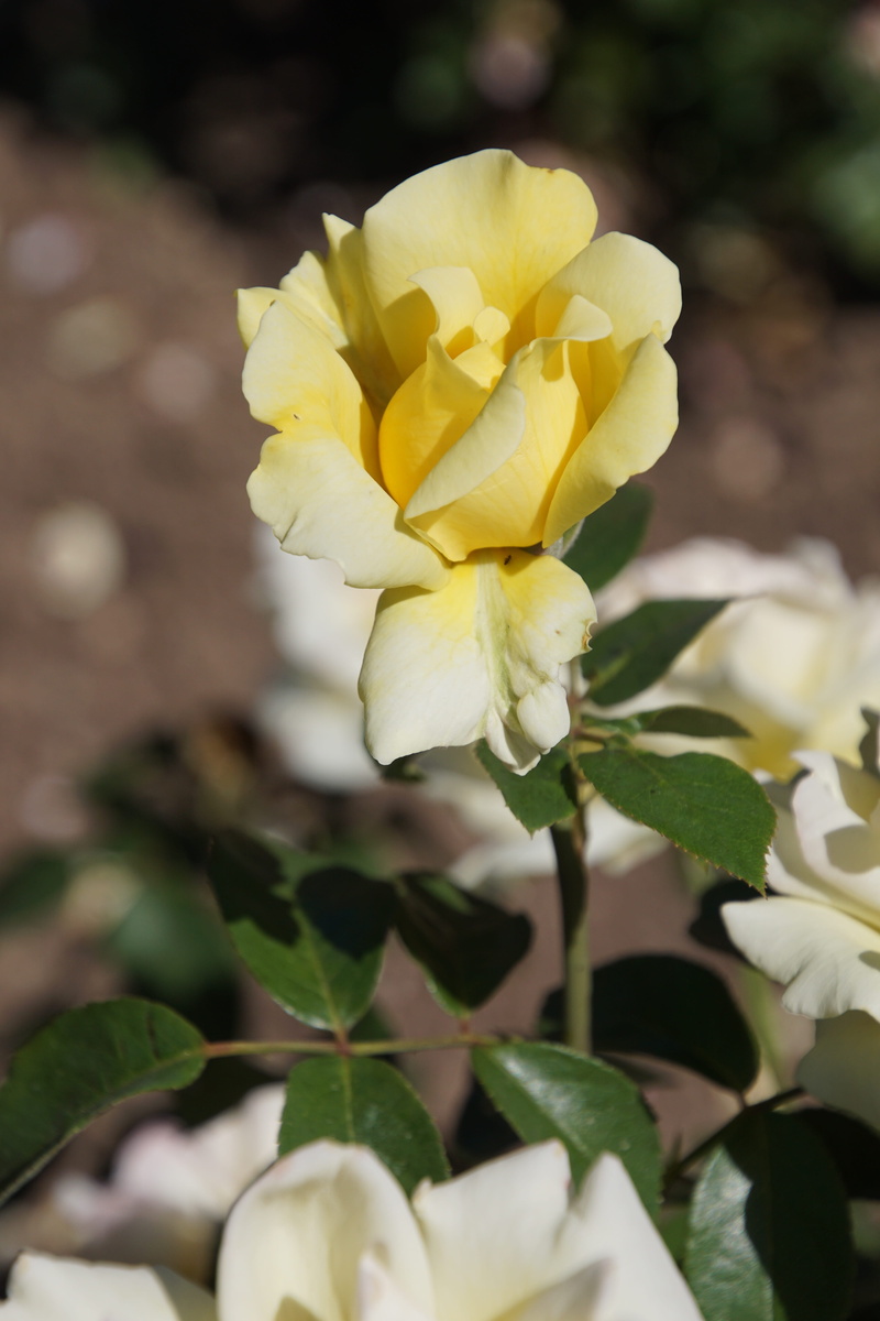 white, petal, summer, bouquet, breeding, flower head, fragility, Yellow, beauty in nature, vulnerability, springtime, green, macro photography, Rosaceae