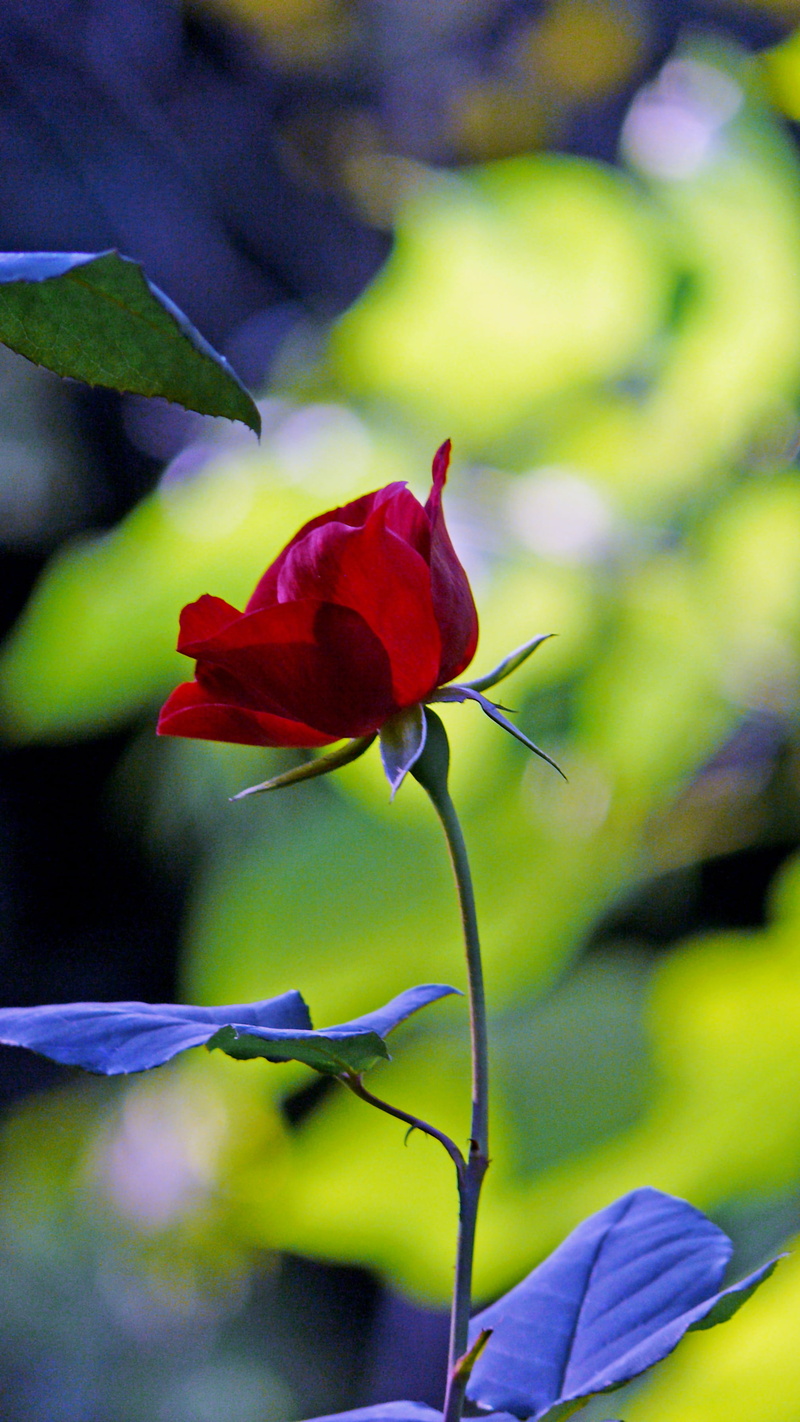 blossom, freshness, beauty in nature, petal, growth, purple, flower head, 2K, rose, rose blooms, inflorescence, bloom, flower, nature, red, fragility