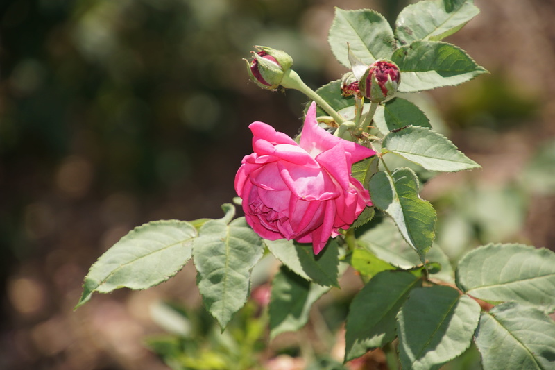 violet, flower stalk, floristry voucher, form, close, green, no people, macro photography, rose, flower head, 5K, close-up, leaf, rose - flower, spring