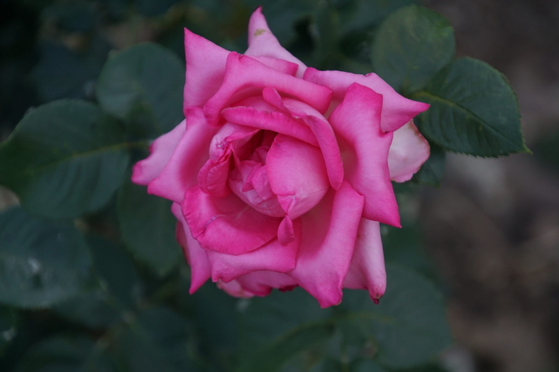 close-up, springtime, fragility, breeding, rose, spring colours, outdoors, Esmeralda, rose breeding, velvet, floristry voucher, flower, bouquet, plant